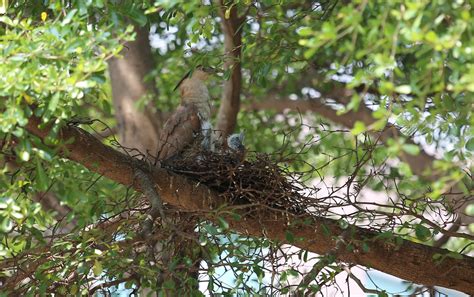 陽台有鳥築巢|鳥巢看鳥的個性…. 自從去年有白頭翁來我陽台樹上築。